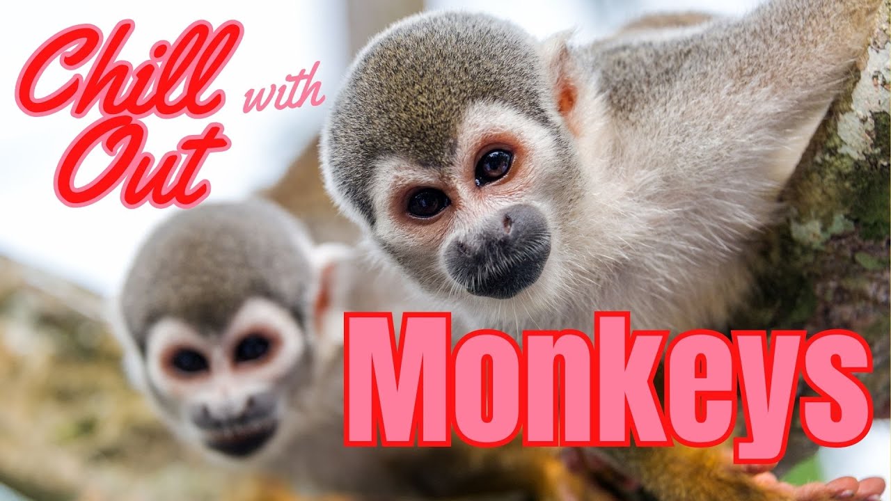 Chill Out with Monkeys 🐒 | Playful Primate Moments & ASMR Jungle Vibes