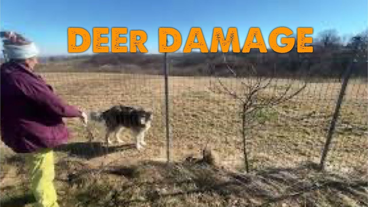 Winterschaden: Rehe fressen unsere Bäume an / Winter Damage: Deer Ate Our Trees & meet our dogs