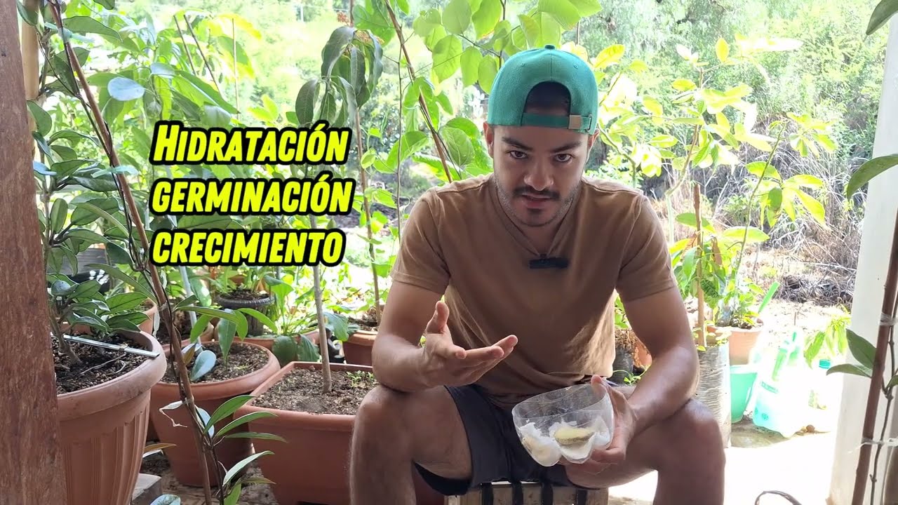 👉COMO GERMINAR SEMILLAS DE MANGO EN SERVILLETA (papel higi&eacute;nico).