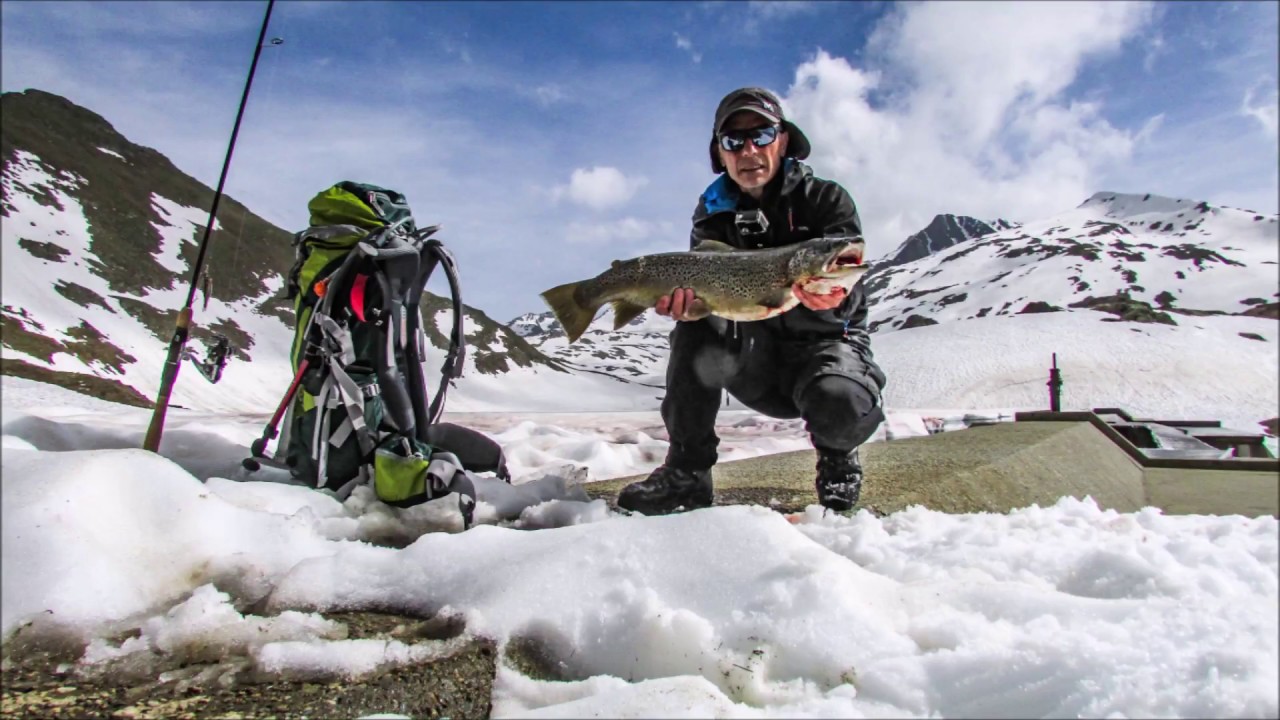 truite fario 4kg155  73cm