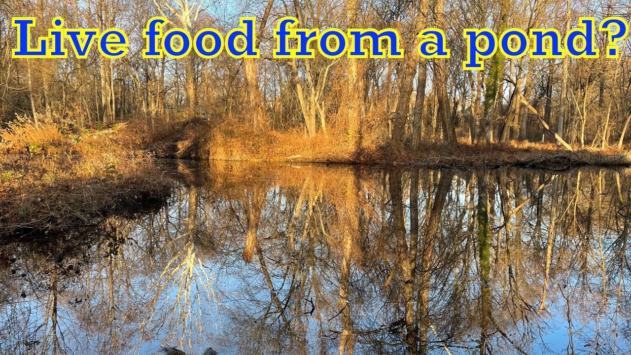 Testing Father Fish's live food starter method