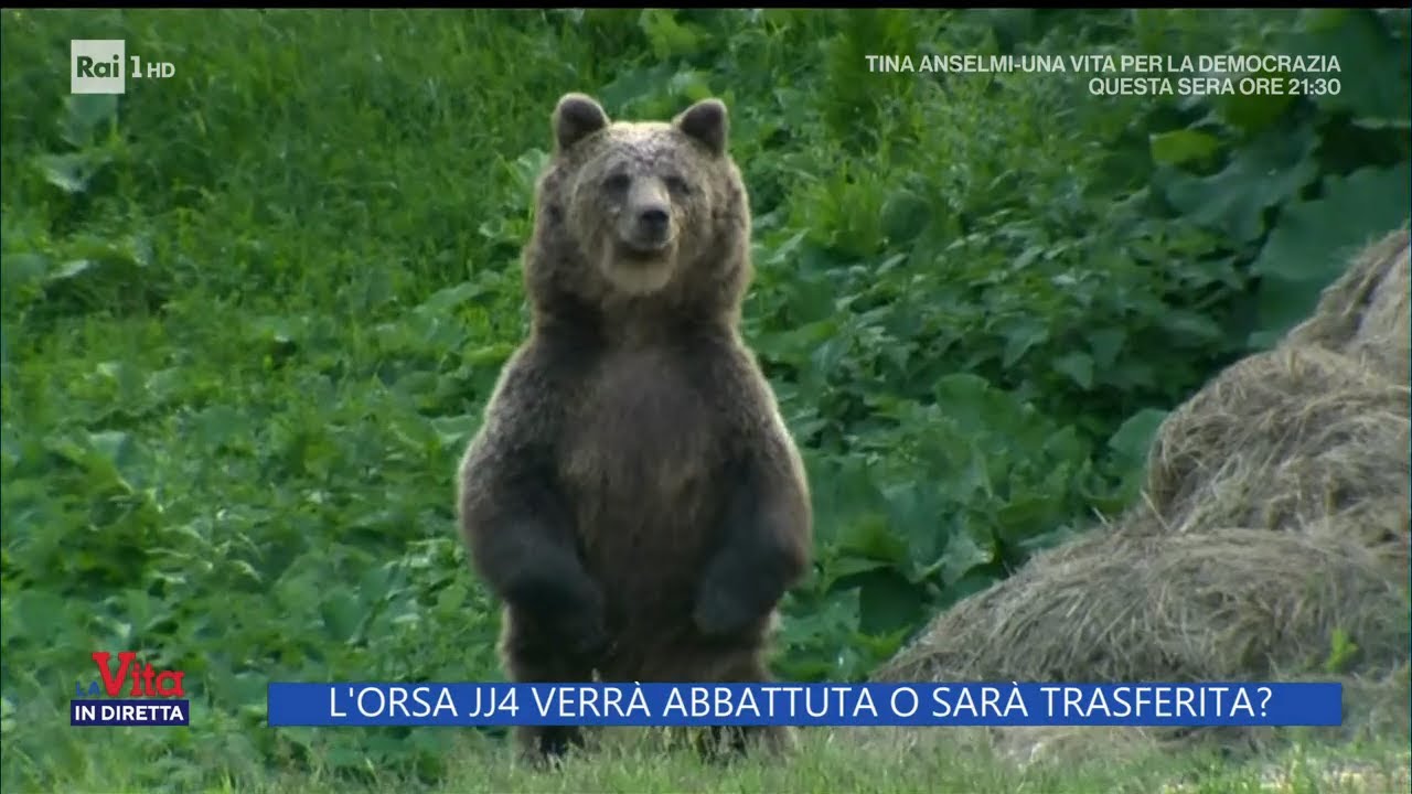 L'orsa JJ4 verrà abbattuta o sarà trasferita? - La Vita in diretta - 25/04/2023