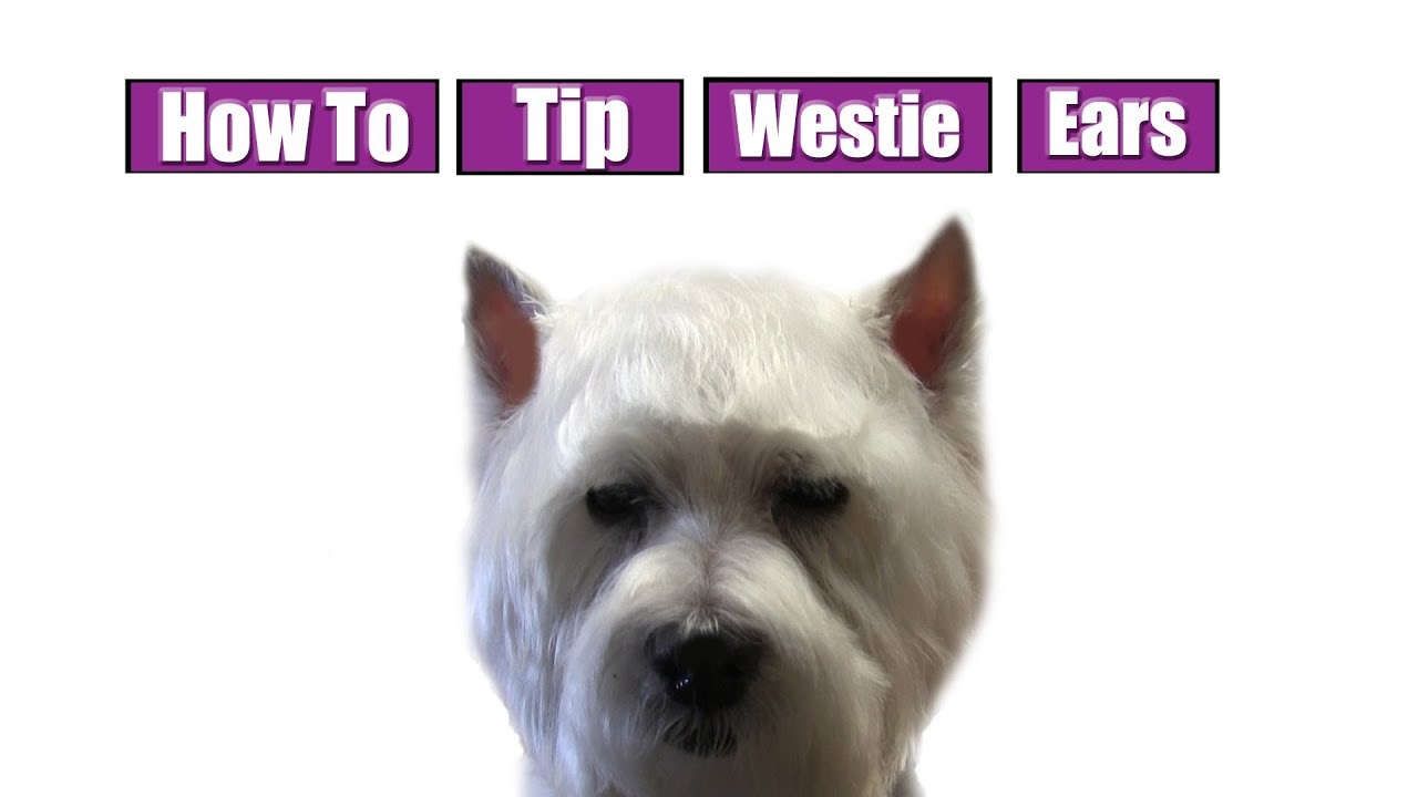 How To Tip Westie Ears