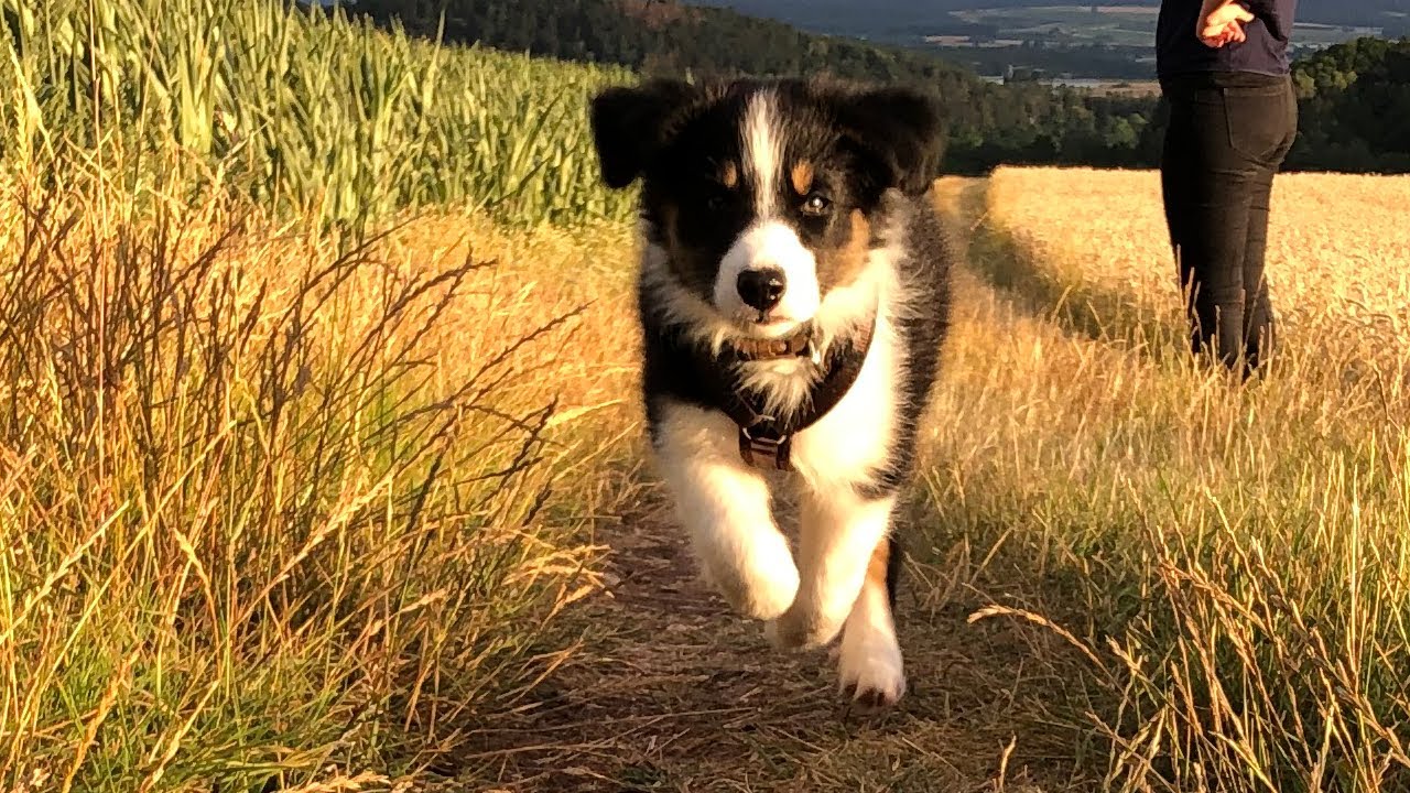 Australian Shepherd Puppy growing up from 8 - 12 weeks