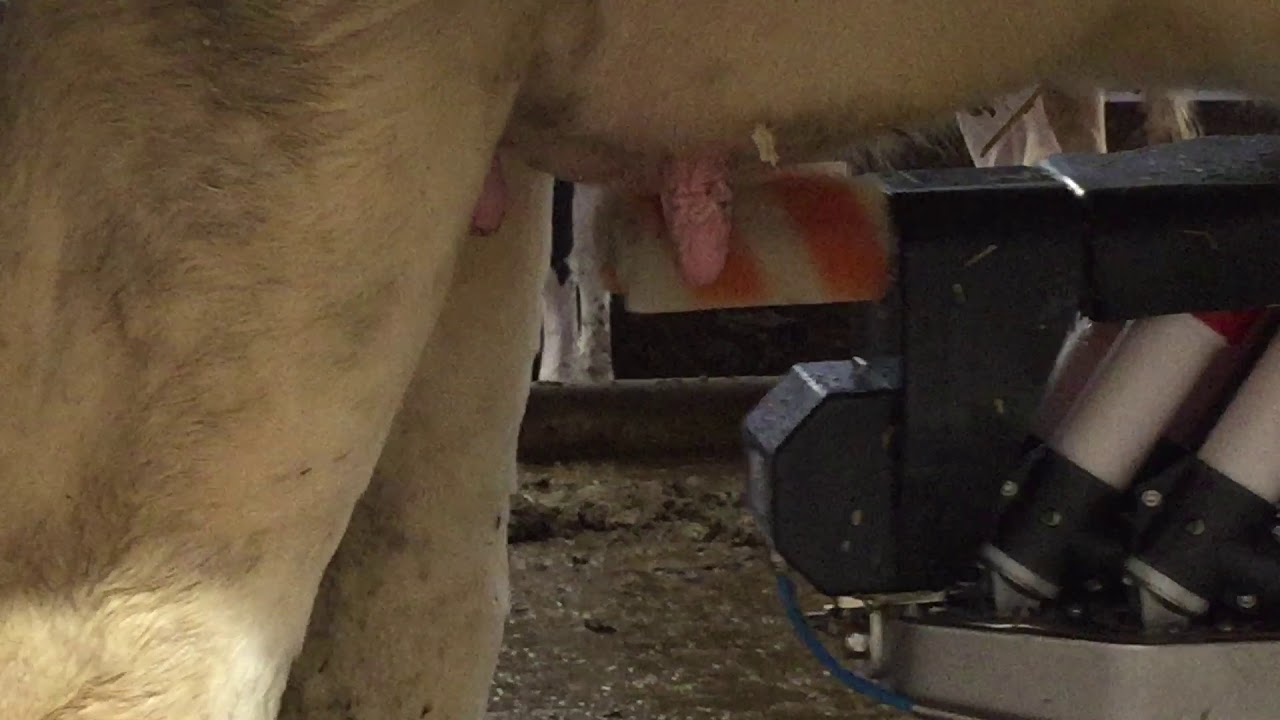 High Tech Dairy Cattle Continued - Robots Milking Cows!? (Video 2)