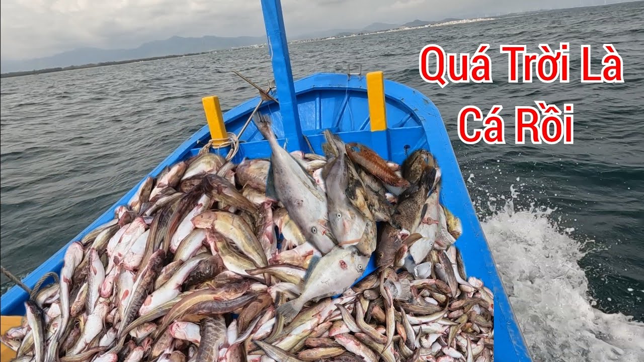 Lặn Ngồi Khơi Xa Phát Hiện Bày Cá Ngất Mực Nang Cá Mú Trụ Về Gốc Chà Ghe Bị Đám Chìm Lâu Năm