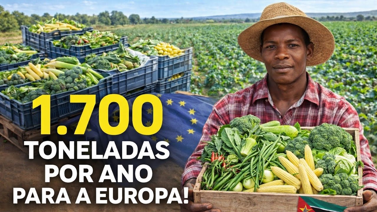 Produtores Rurais de Moçambique a Conquistar o Mercado Europeu 🇪🇺🇲🇿