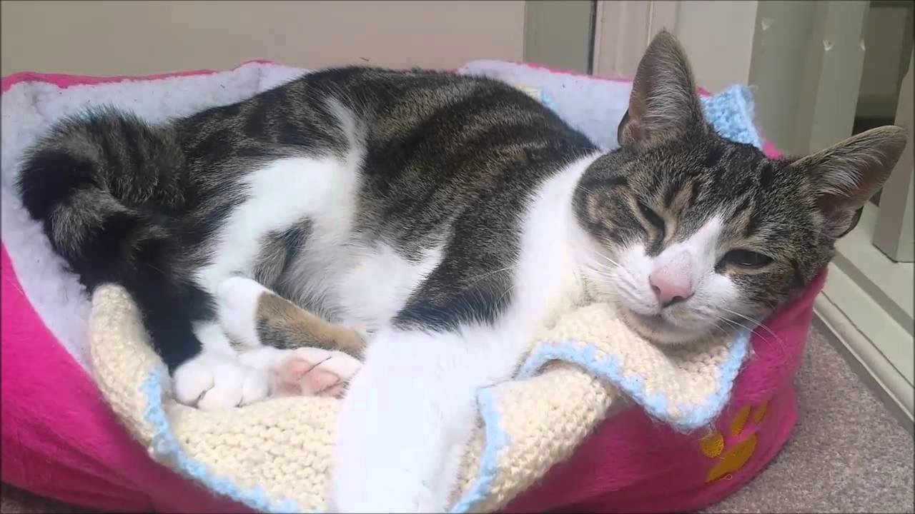 Lily The Cat