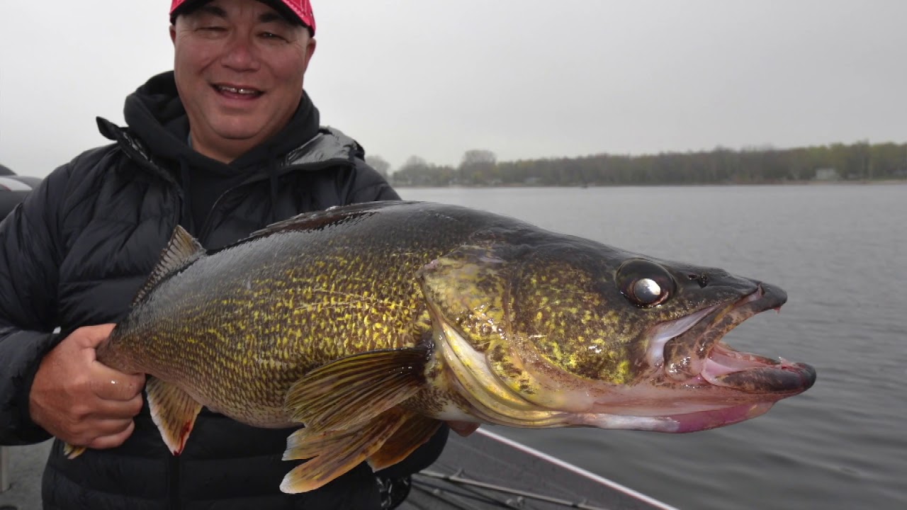 Fall Walleyes on the Bay of Quinte