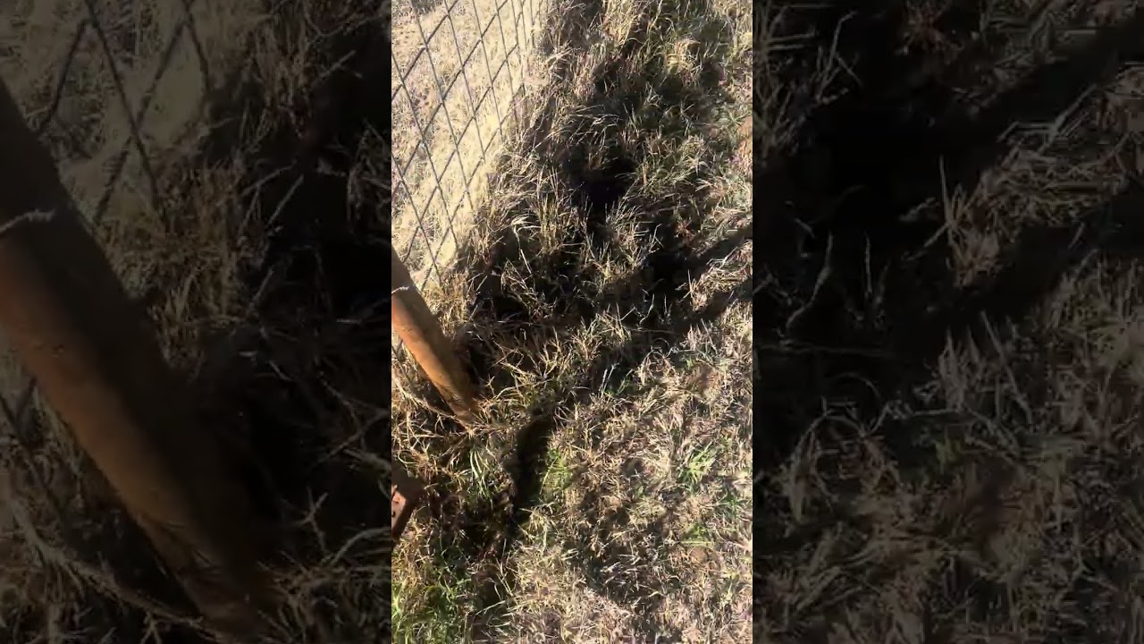 Checking the pasture for hogs ￼