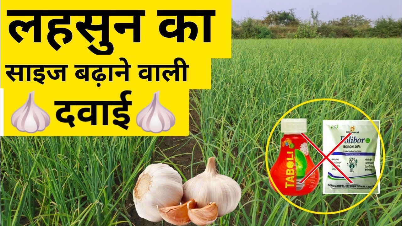 लहसुन का कंद बढ़ाएं// कंद की दवाई / taboli,cultar / boron / NPK 0-52-34, advance agriculture, garlic