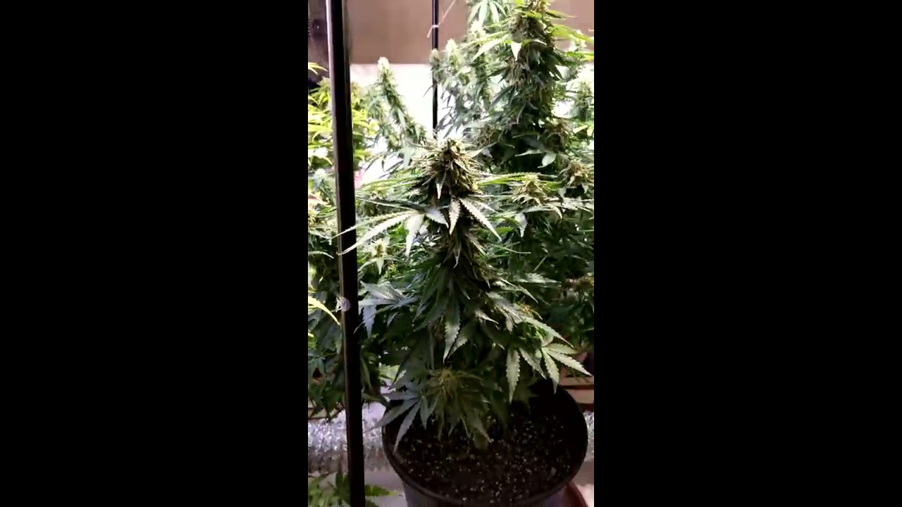 315cmh Hydro Crunch Autoflower