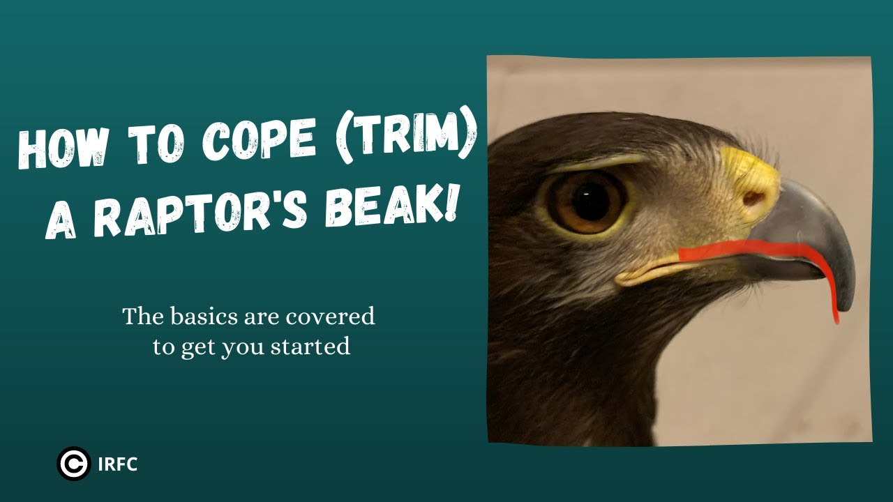 How to Cope (Trim) a Raptor's Beak