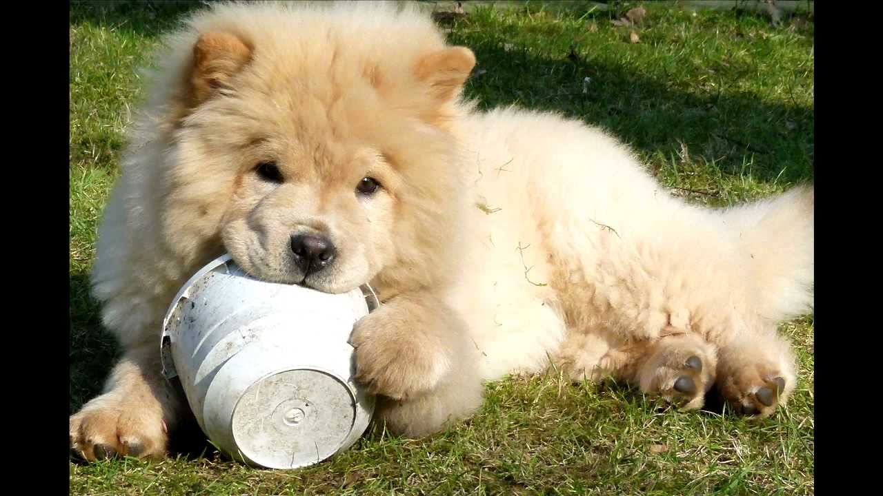 Chow Chow Zita