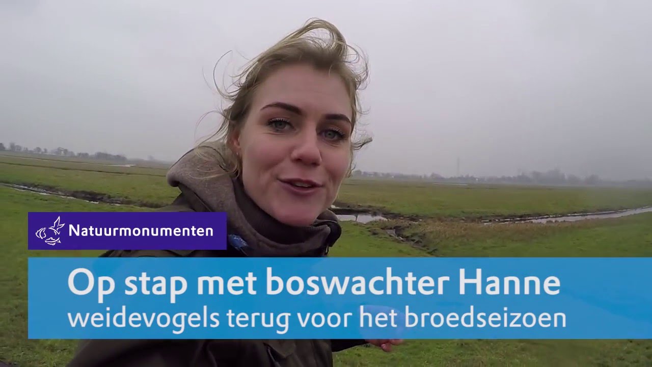 Weidevogels | Op stap met boswachter Hanne | #20