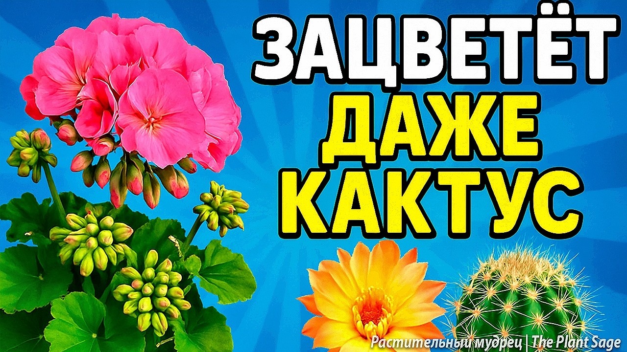 1 РАЗ ПОЛЕЙ — И ЦВЕТЕНИЕ НЕ ОСТАНОВИТСЯ МЕСЯЦАМИ 🌿 МОНОКАЛИЙФОСФАТ ПРИМЕНЕНИЕ ДЛЯ КОМНАТНЫХ РАСТЕНИЙ