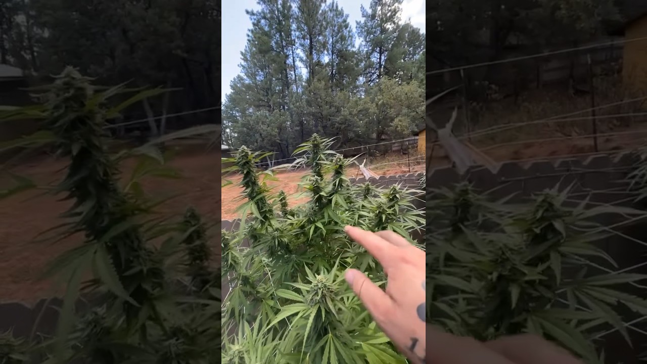 Dirty Mimosa by Dirty Bird Genetics #growyourown #notill #organic #outdoor #gardening #cannabis #AZ