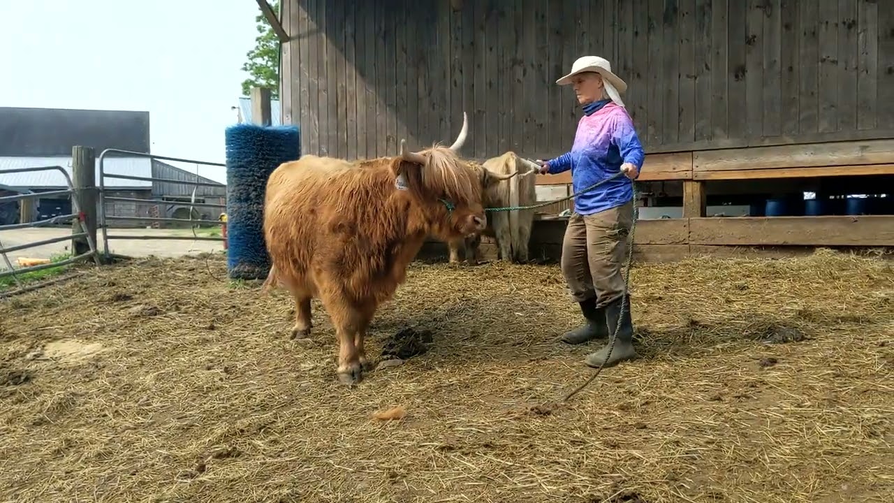 How to Halter Train a Scottish Highland Cow