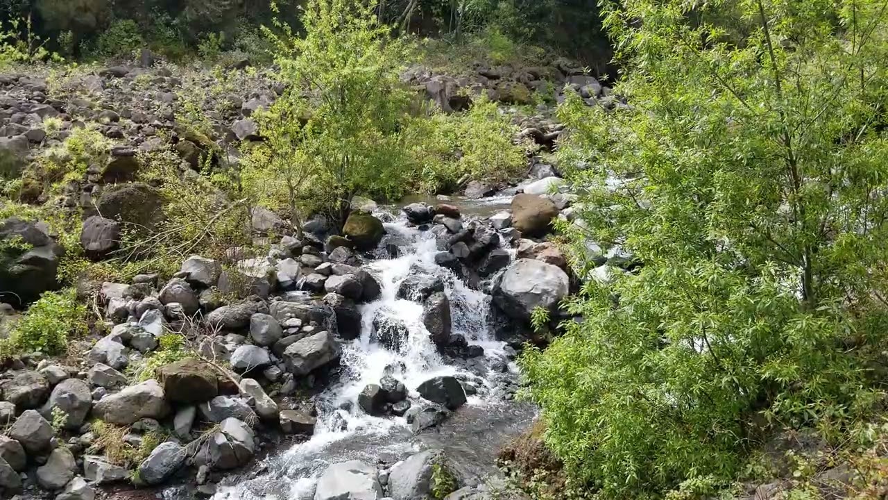 26 Min Mountain River Sounds in Madeira 🌿 Real Nature Ambience for Deep Relaxation