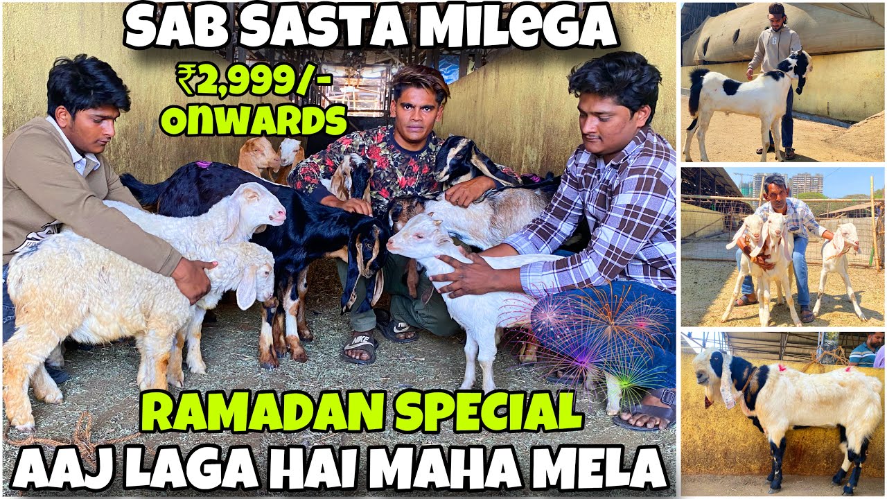 DEONAR BAKRA MANDI KA MAHA MELA , RAMADAN SPECIAL LATEST UPDATE 2025 || SATURDAY LIVE MARKET ||