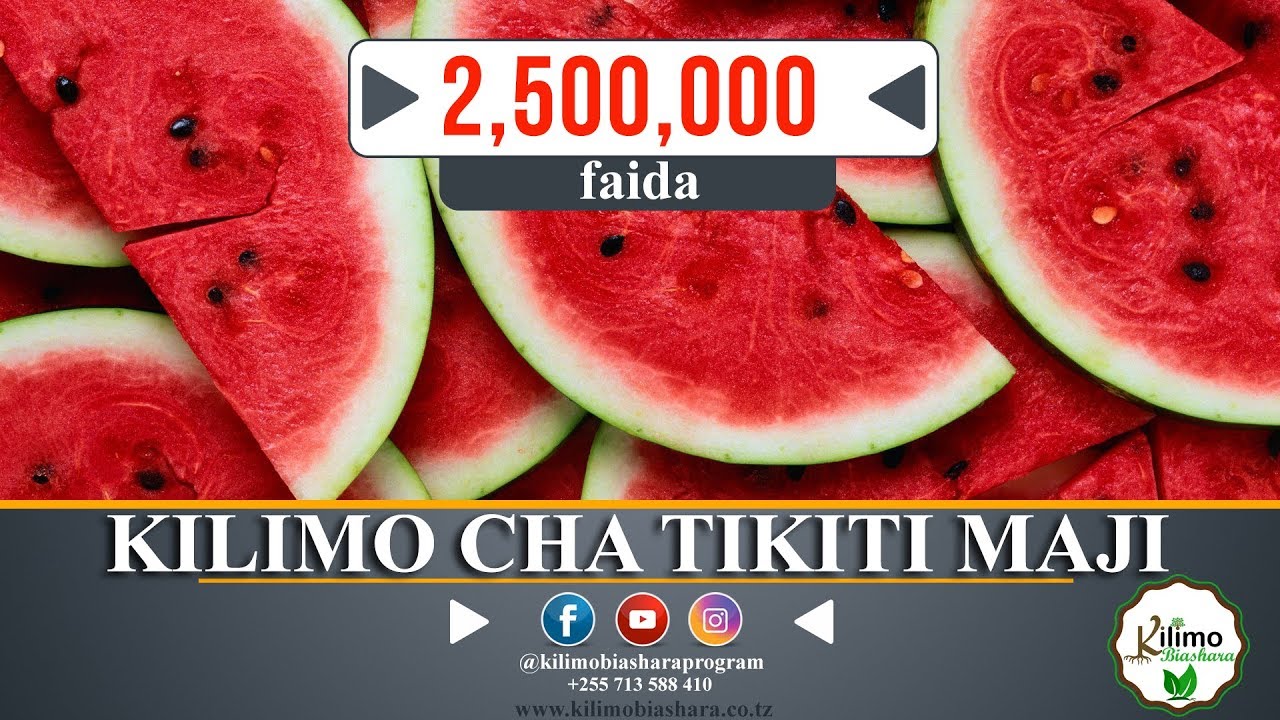 KILIMO CHA TIKITI MAJI