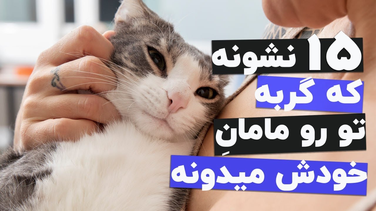 اگر گربه ات این کارا رو کرد بدون فکر میکنه مامانش هستی😆