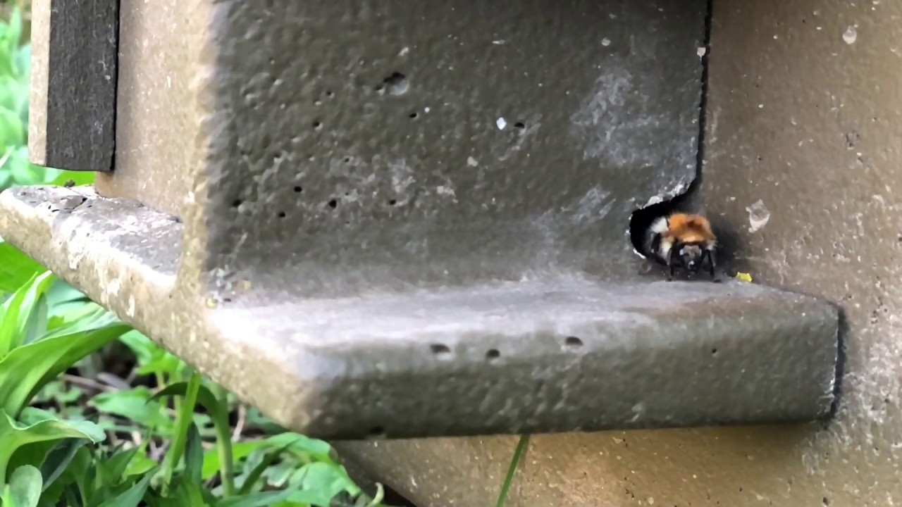 Doppelbesetzung: Erdhummel- und Ackerhummel-Königin #erdhummel