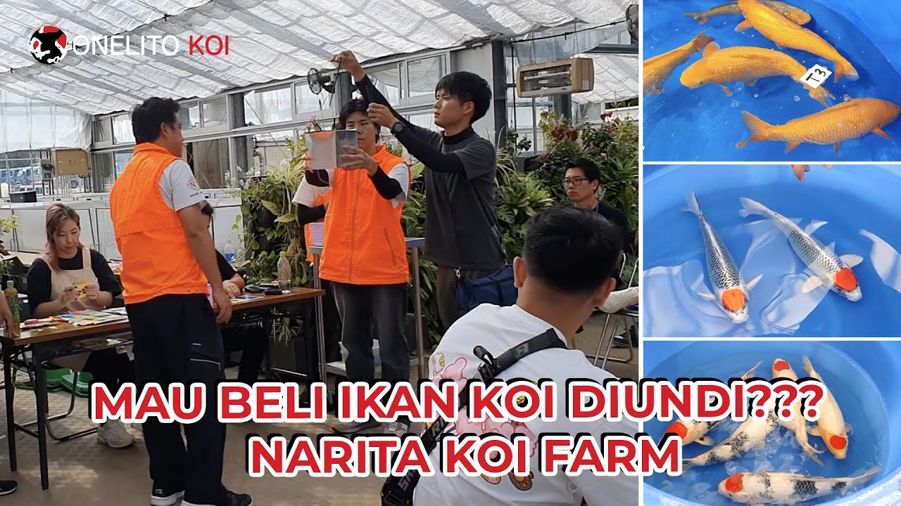 MAU BELI IKAN KOI DIUNDI??? NARITA KOI FARM