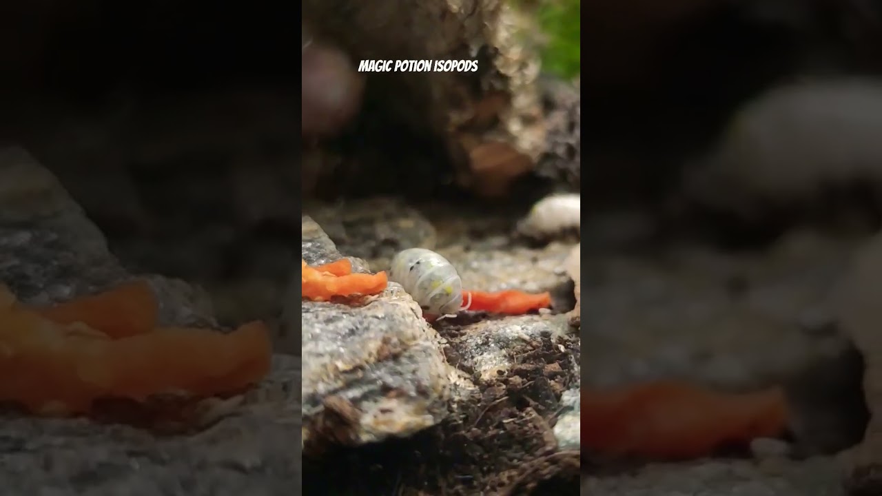 My beautiful little magic potion Isopods ❤️ 