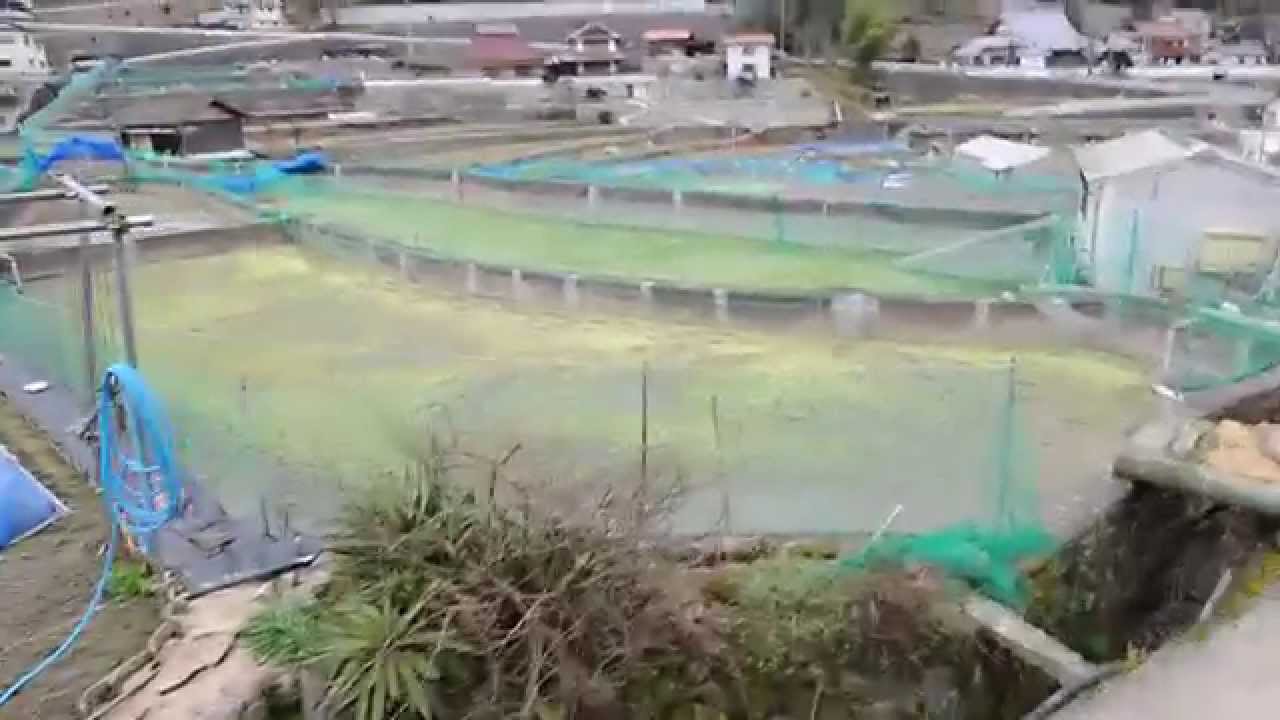 Modern Koi Blog #33 - Rundgang über die Konishi Koi Farm