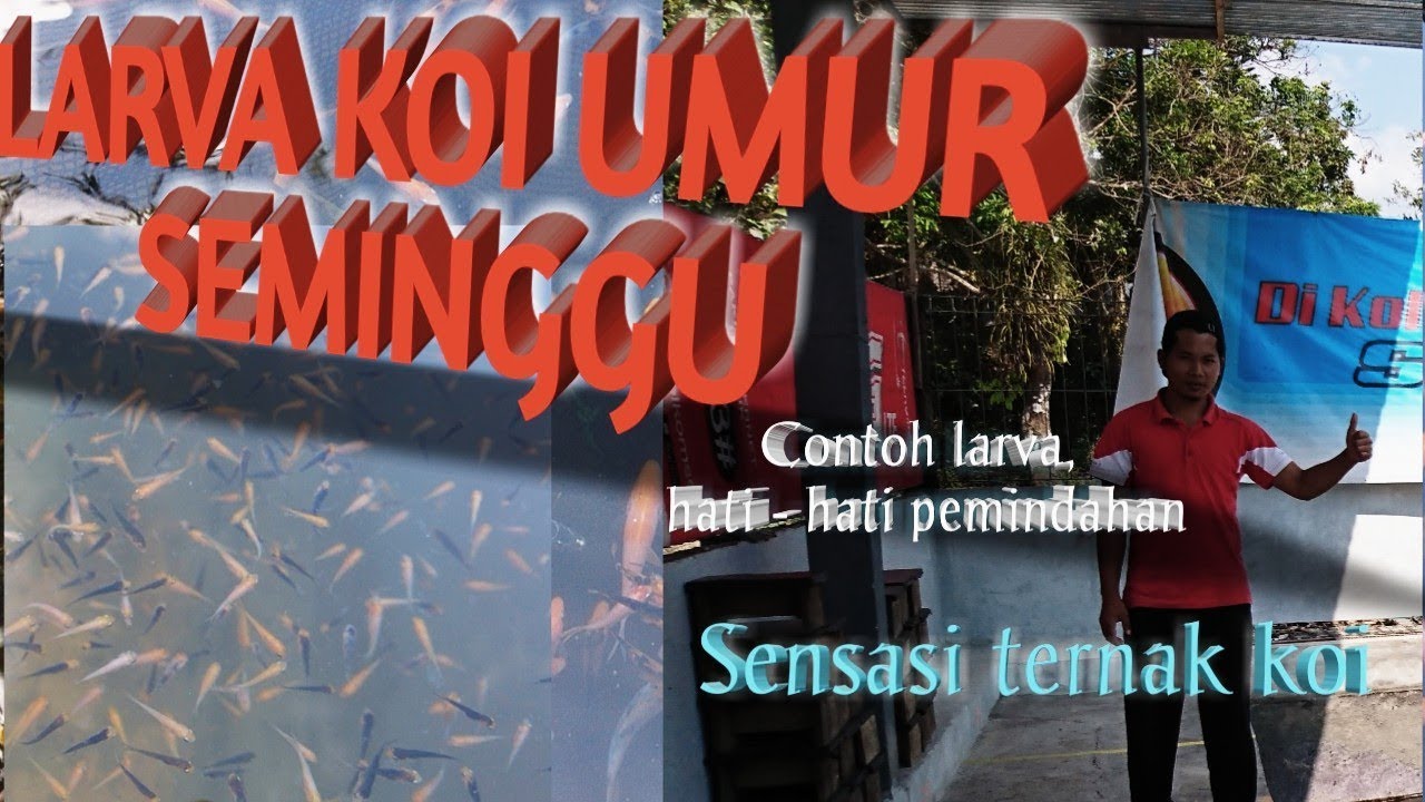 Kelanjutan pemijahan koi, dan hasilnya menjadi LARVA KOI