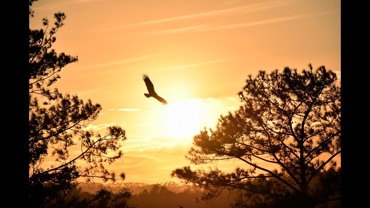 Soaring Like An Eagle