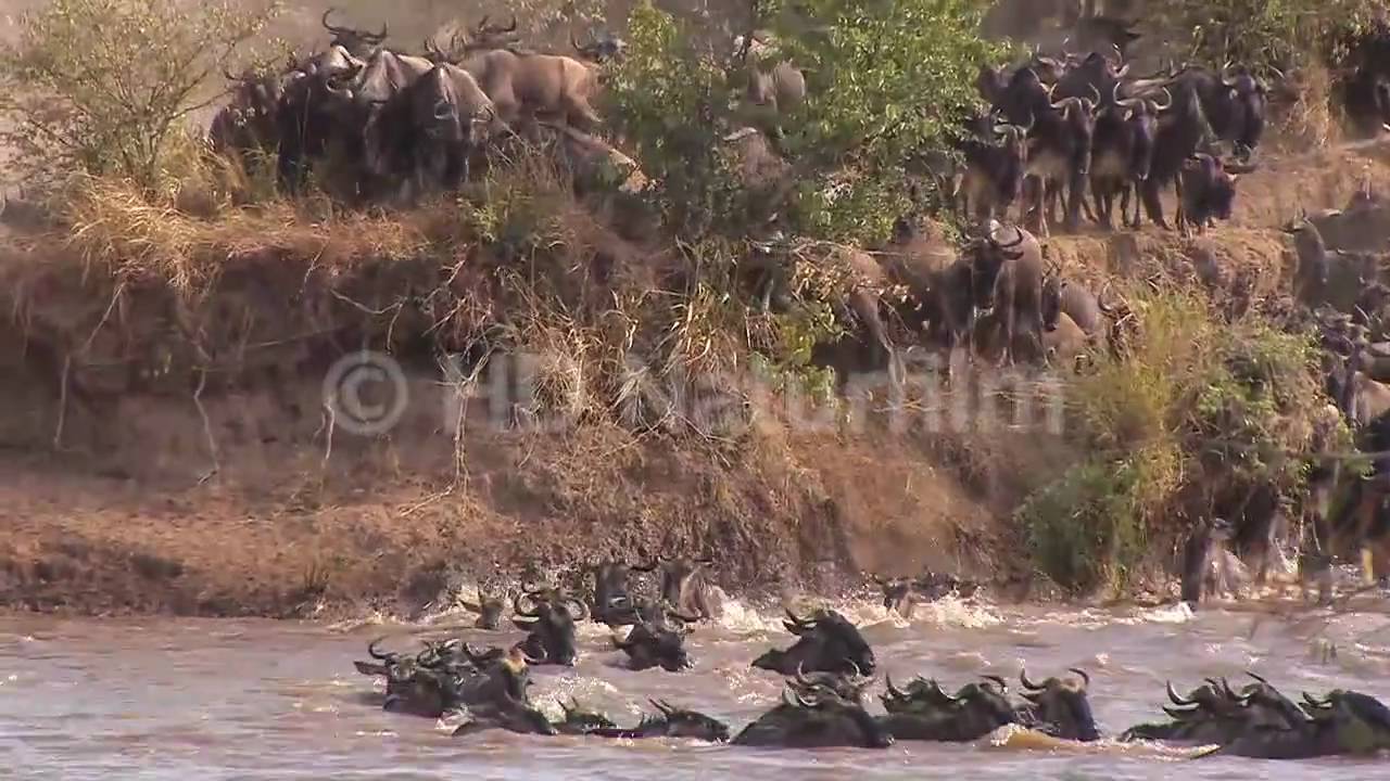 Das große Gnu Spektakel am Mara River - The great wildebeest spectacle in Kenya