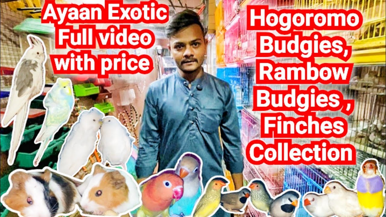 Guinea pigs, Hogoromo Budgies, Rambow Budgies, Exotic Finch Collection in Ayaan Exotic Ahmedabad 