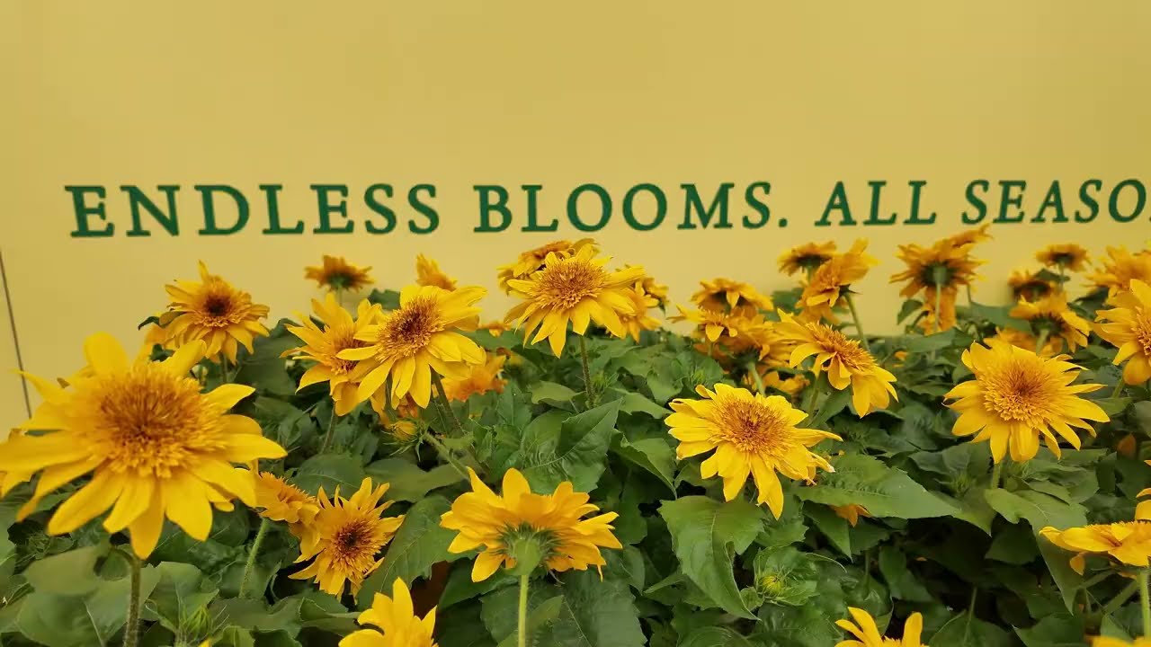 Helianthus Sunfinity&reg; Double
