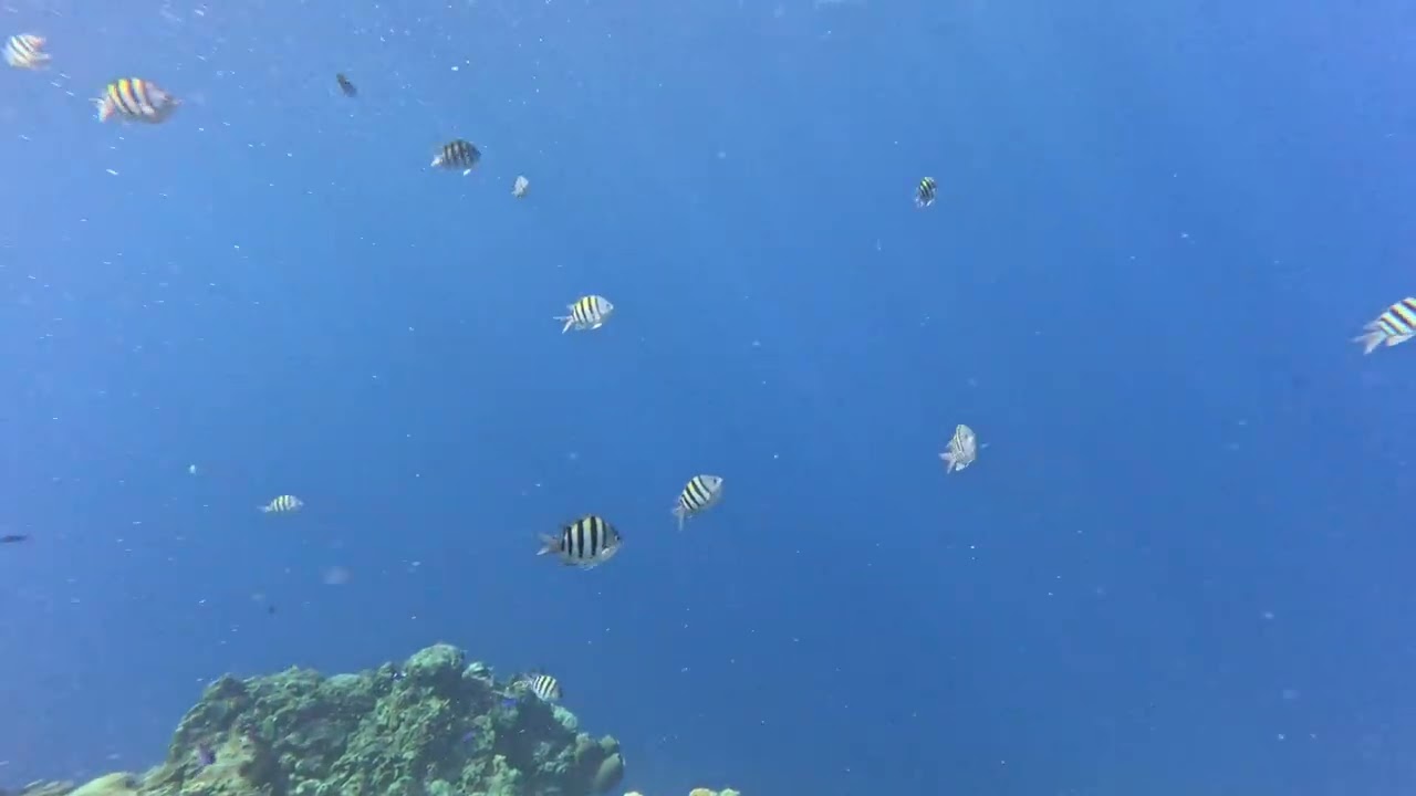 Cozumel Mexico scuba diving 