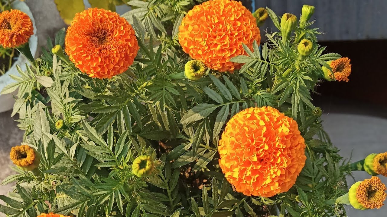 Marigold plant care tips👍🌻💐🌺🌿🌄💚🥰