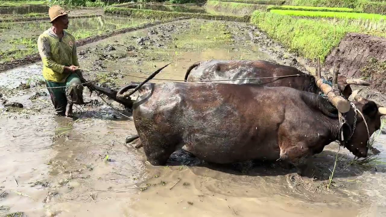 KANG YANTO ZLEBER DI DUSUN GENITRI #salamsatusingkal 