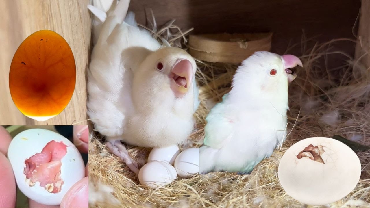 Love Bird Breeding and Start Hatching Eggs | Bache Ana Shuru