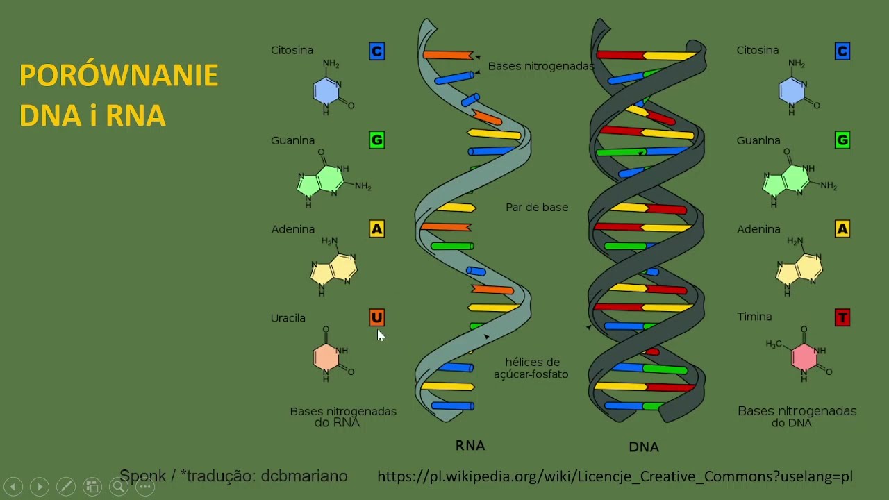 Kwasy nukleinowe  RNA. Budowa, funkcje i rodzaje RNA