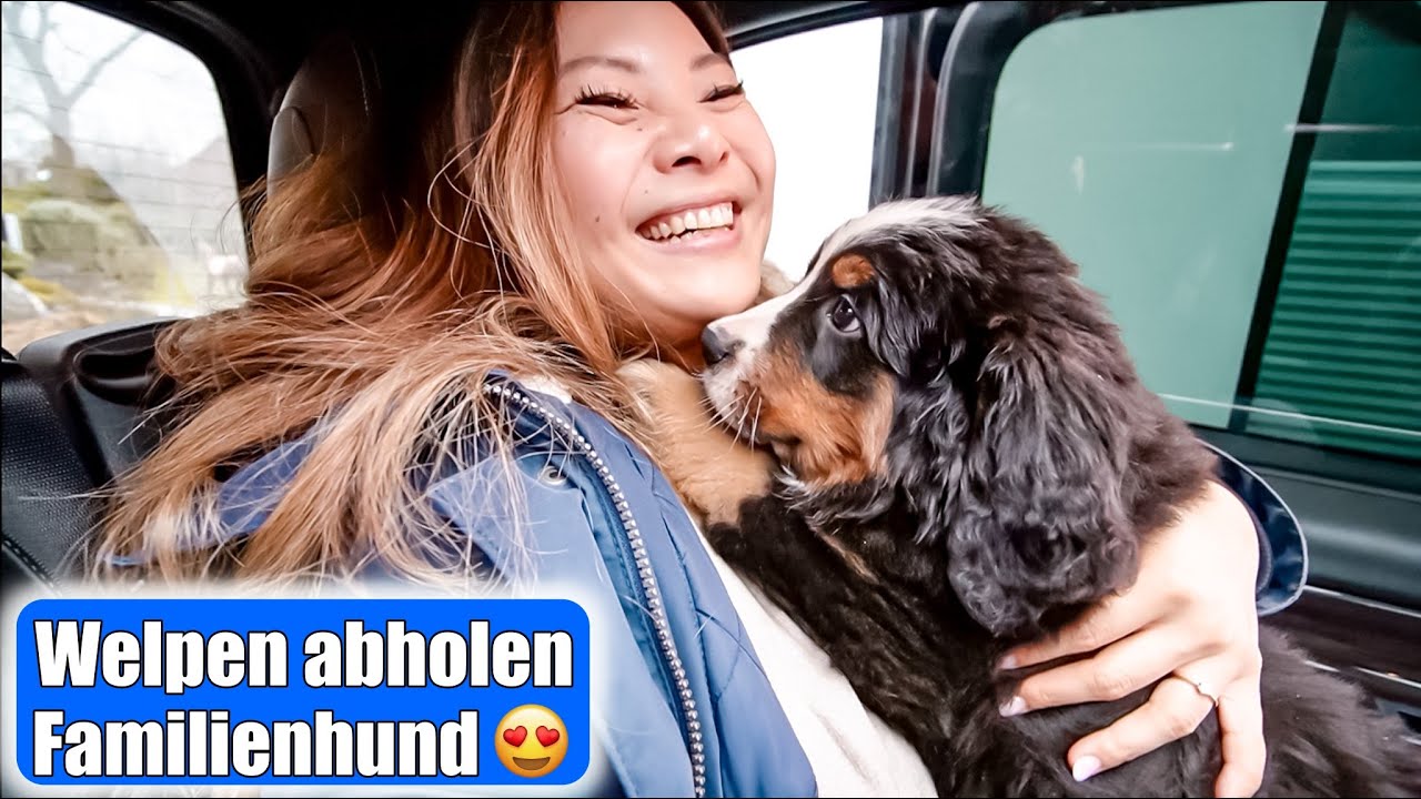 Wir holen unseren Welpen ab 😍 1. Autofahrt nach Hause! Berner Sennenhund 8 Wochen alt! Mamiseelen