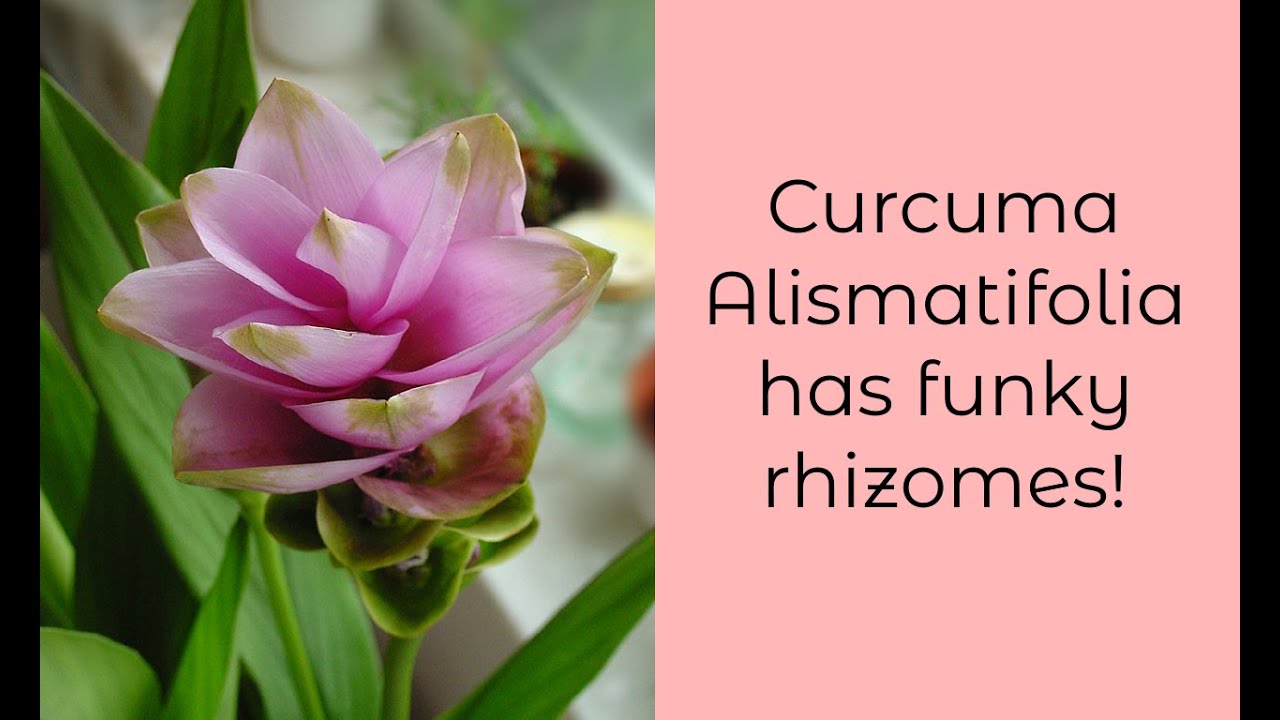 Curcuma alismatifolia: Siam Tulip