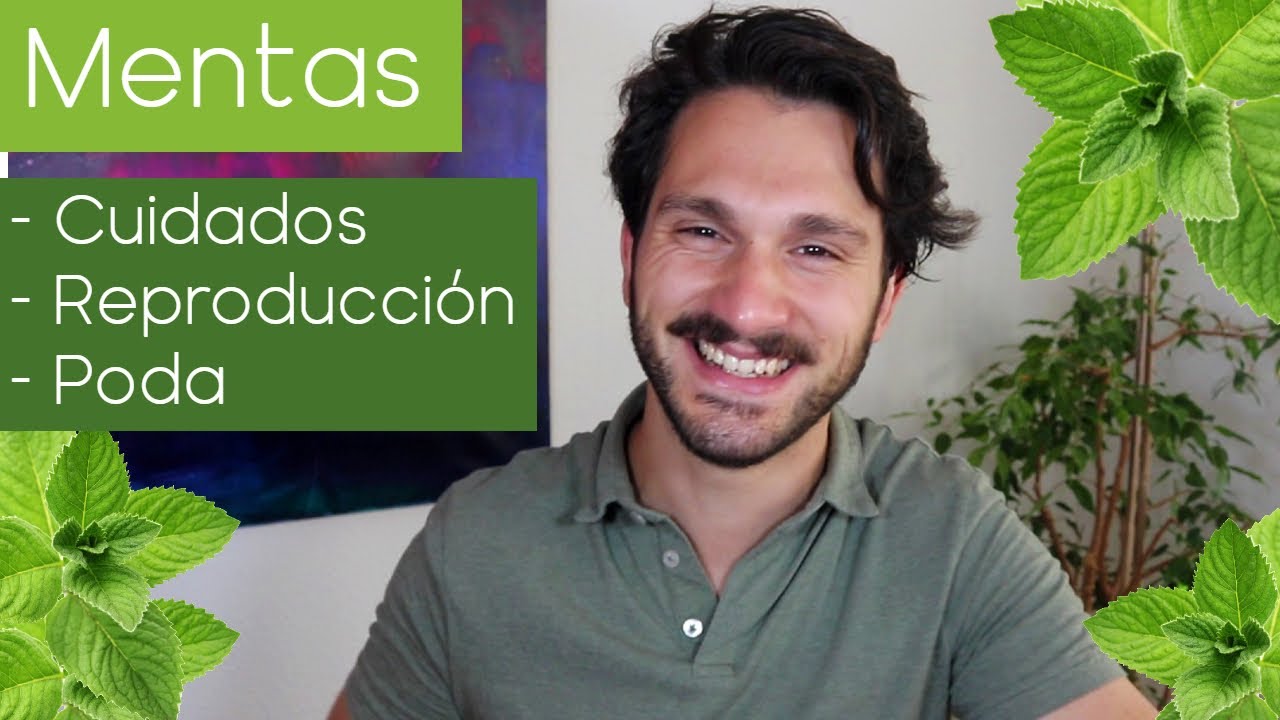 Cuidados de la MENTA ☘️ Reproducir HIERBABUENA