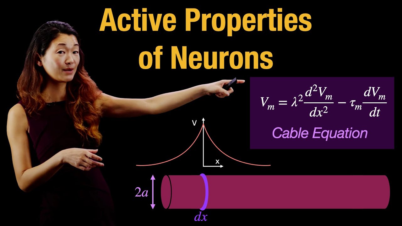 Active Properties of Neurons | Responses to Current | Cable Equation in Axon Conduction