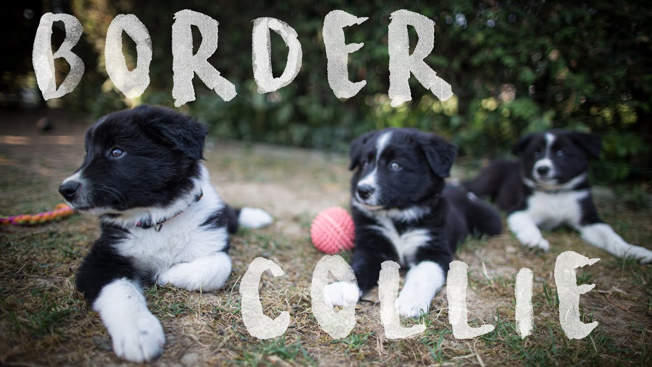 Border Collie - Little Monsters