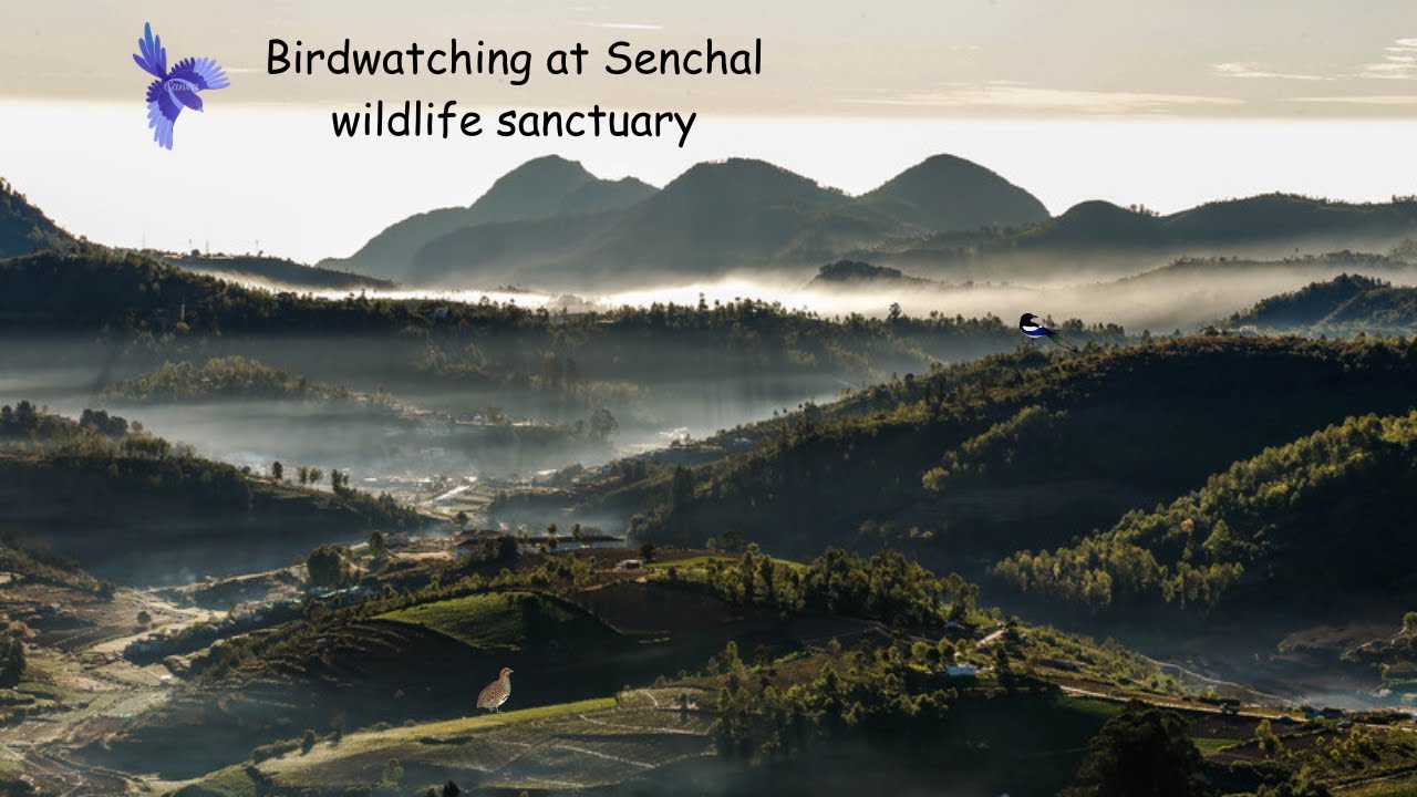 Bird watching at Senchal wildlife sanctuary, Darjeeling