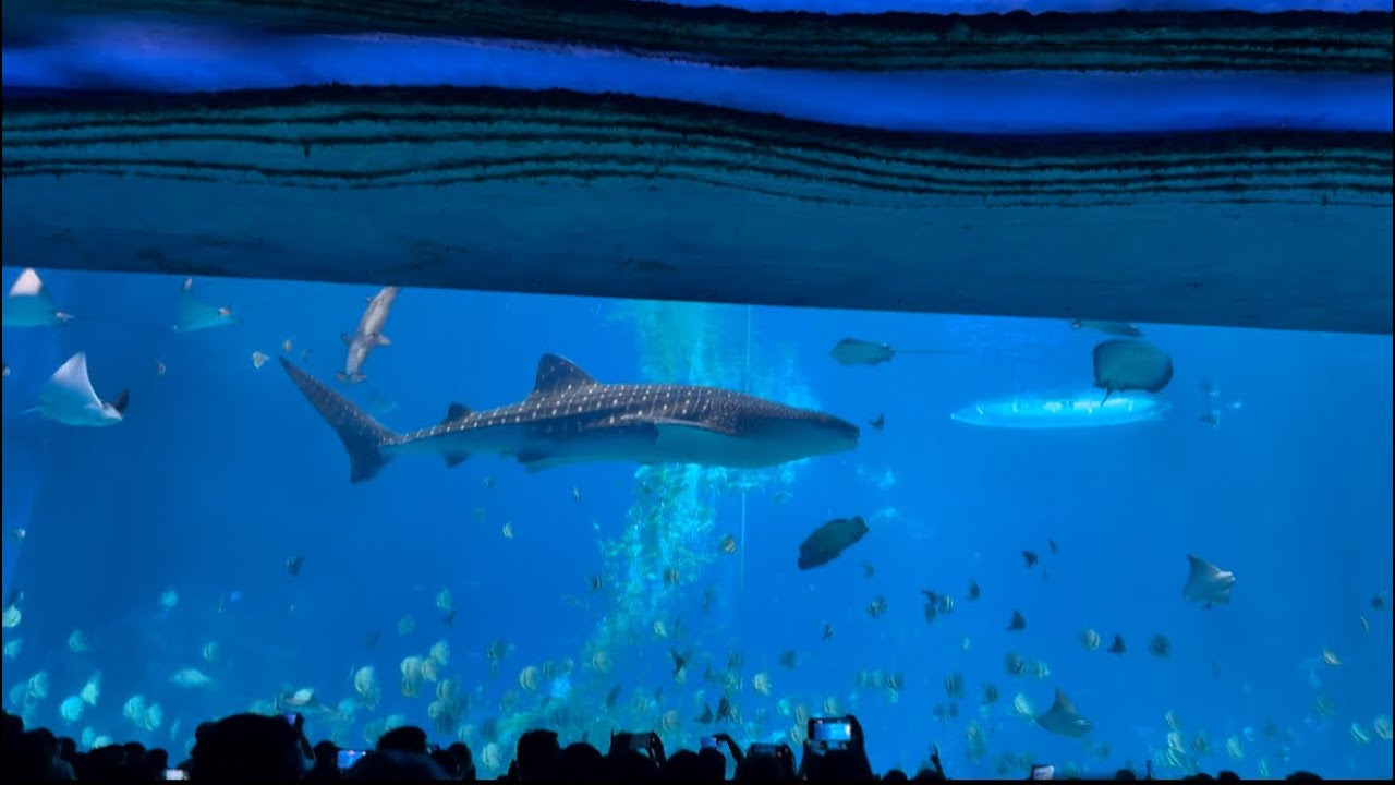 DAY 2 at CHIMELONG OCEAN KINGDOM
