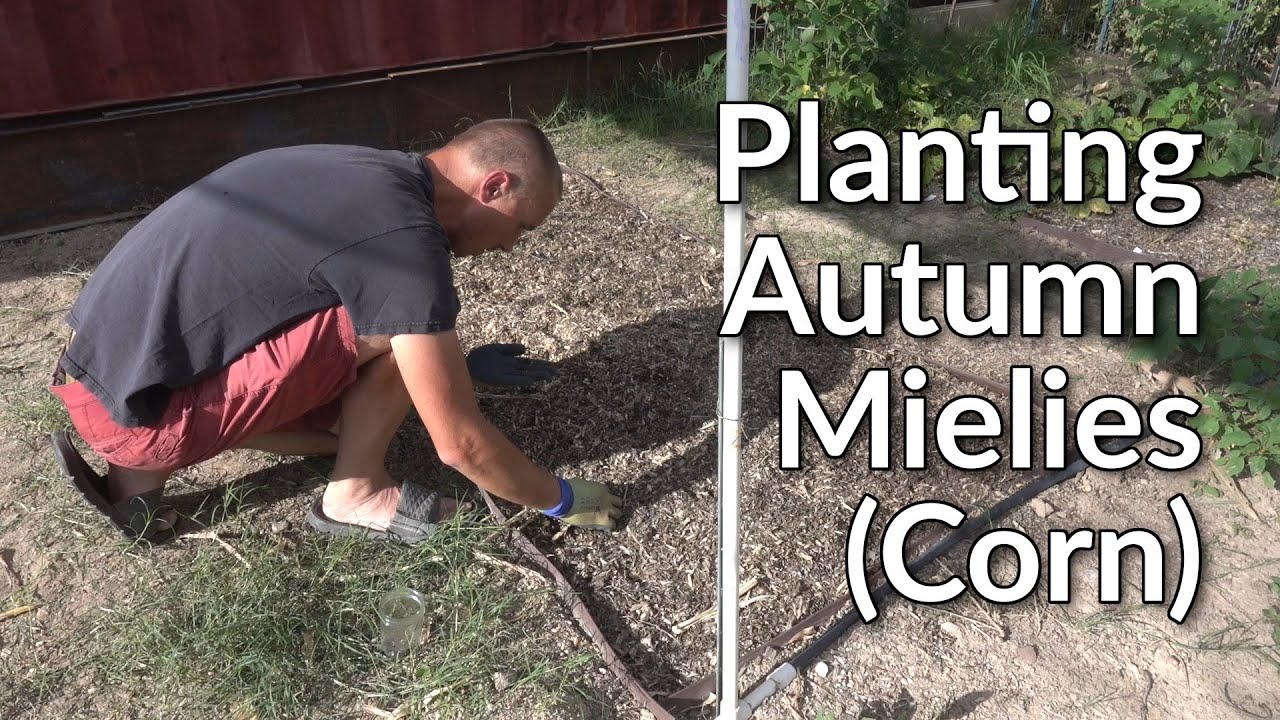 Planting Autumn Mielies (Corn)