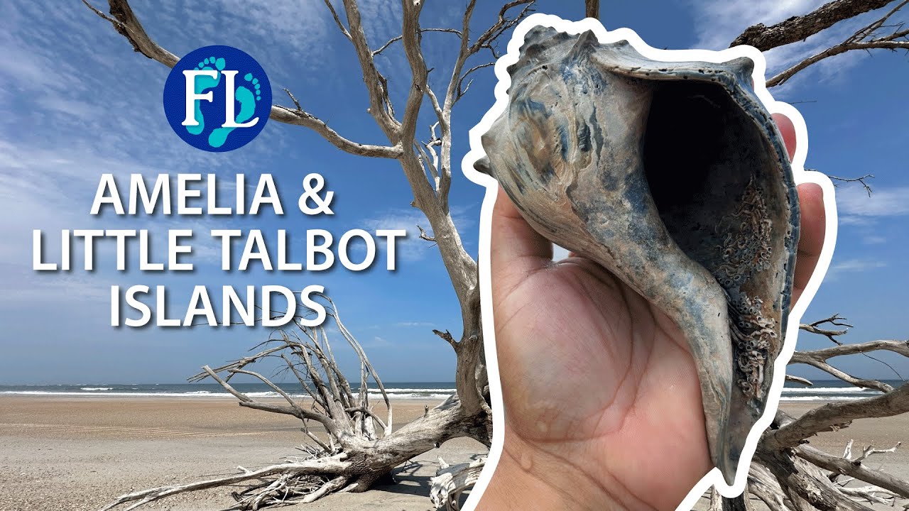 Shelling Northeast Florida State Parks