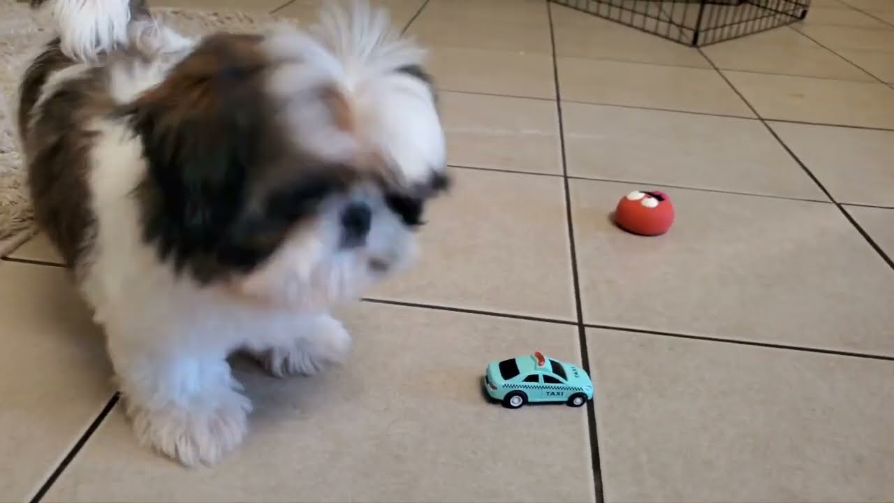 Shih Tzu Puppy Play with his Car toys